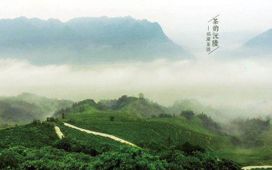 沅陵碣滩茶：品一壶茗饮赏一方山泽(图2)