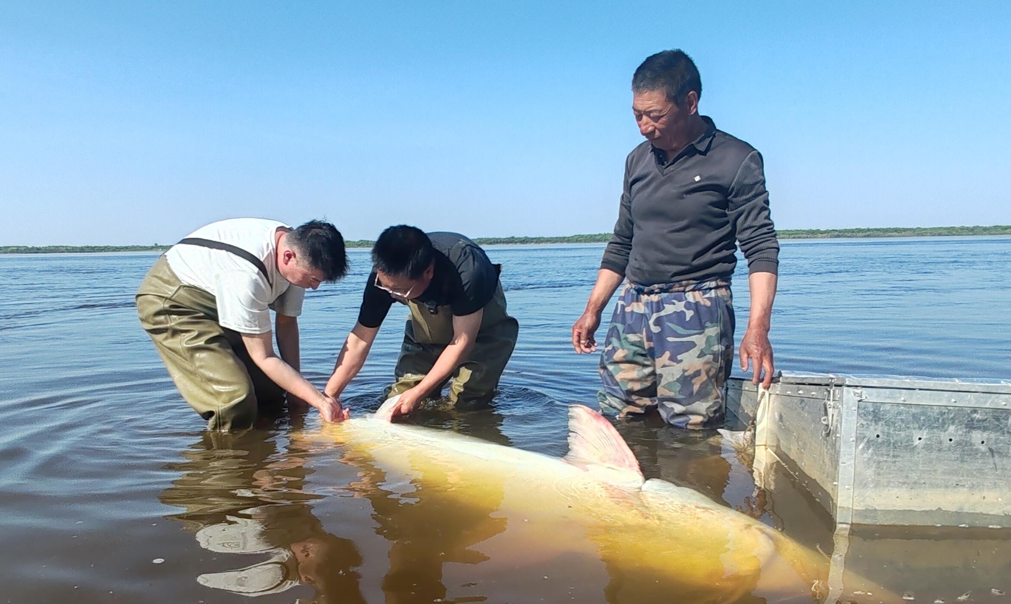 九游娱乐：黑龙江渔民好样的！两地两只“投网”达氏鳇被放归大江(图3)