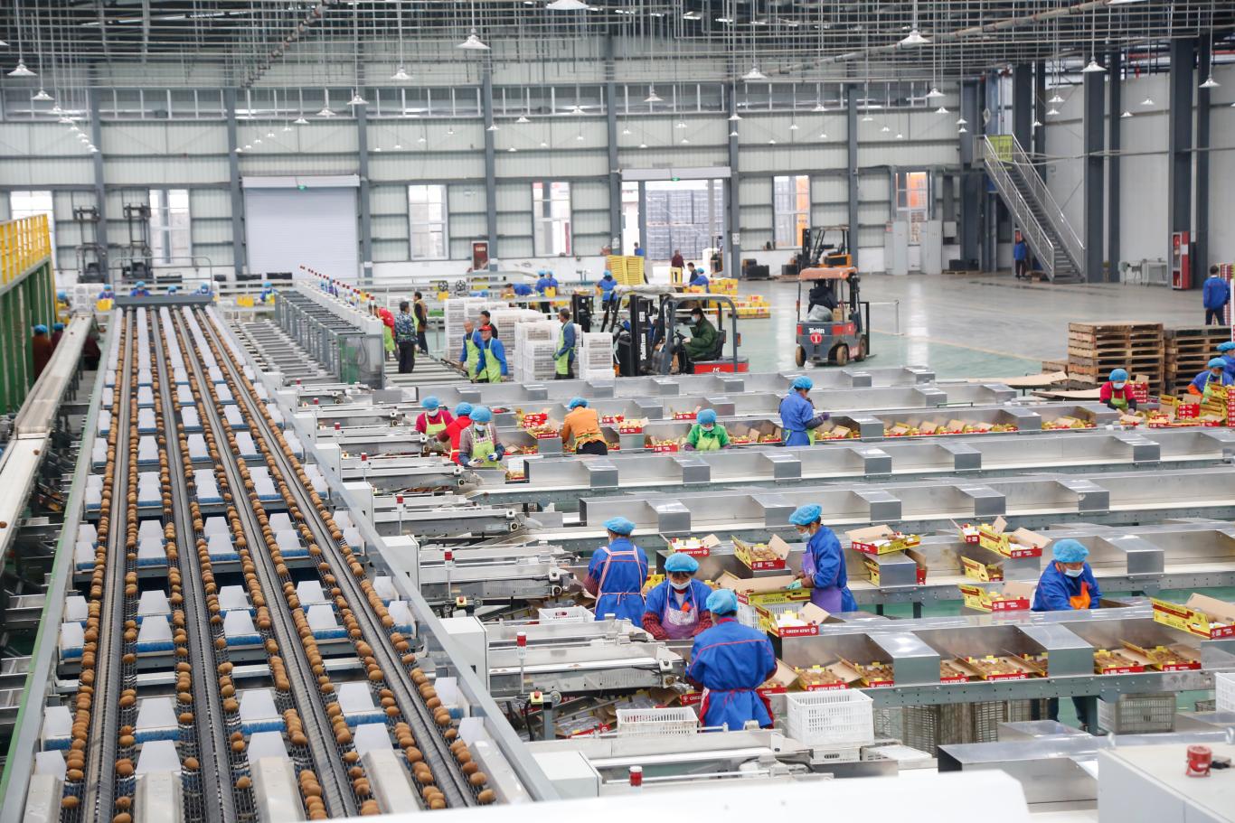 金秋眉县果飘香(图4)