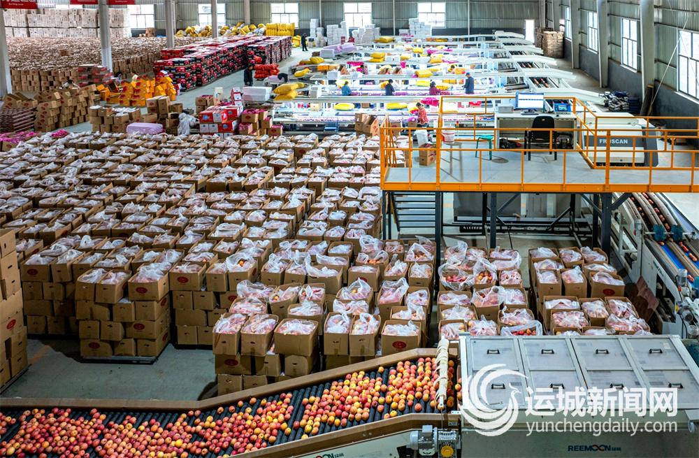 万荣“红果果”市场“香饽饽”